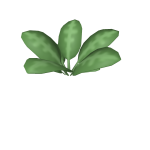 Vegetation