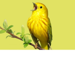 Nature STUDIO.SAVE THE NATURE