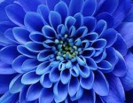 flower_club_!