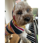 *<=+ GALAXY WOLVES+=>*
