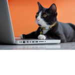 Kitty Developers inc.