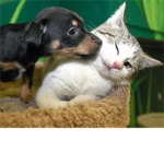❤~Animal Lovers~❤