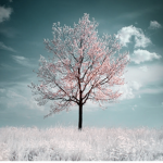 Trees are cool