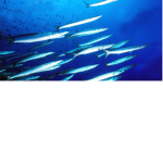 Sirene e il mostro