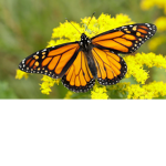 The Butterfly Army !