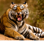 Terific Tigers