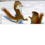 Squirrel karate