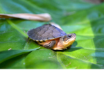 Team Turtle group that is awesome!:)