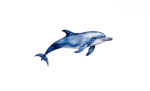 The dolphins of sea