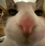 Smecksi Chat