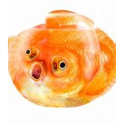 Fishy Headquarters icon