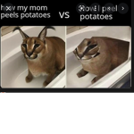 Floppa meme group