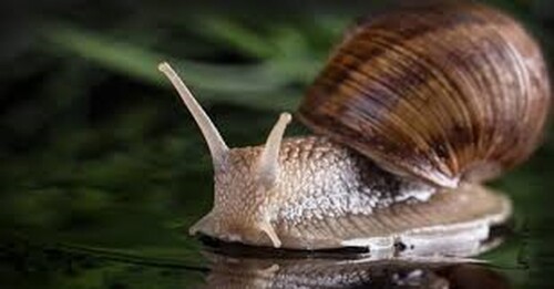 immortal snail 