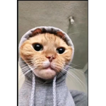 vibing catz
