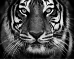 tigergangofical
