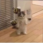 cat bee
