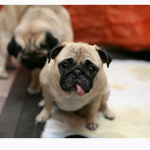 Pugs and humans
