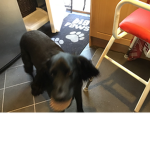 Dog’s Studio’s