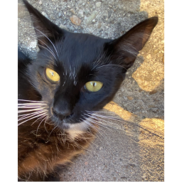 The cat obby!!!