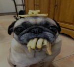 Legend Of Pugs
