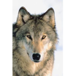 help the wolfs
