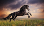 Join the horses group