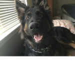 I love dogs and wolf join if u do to