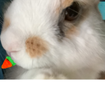 Buster the bunny <3