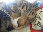 Cat Developers Group