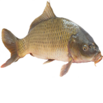 The Fish Fan Group