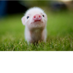 Team cerdito