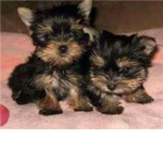 The Love of Puppies!!!