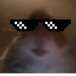HAMST3R CULT