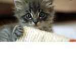 The kittens :D