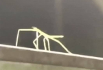 Stickbug haven