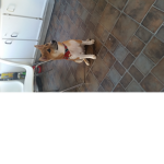 Hachi