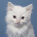 gay cat
