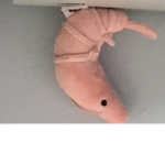 Daiserbooga stay shrimpy