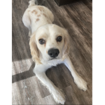 The ####### spaniel dogs