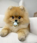 ~Hunde~