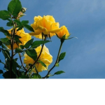 yellow roses ღ