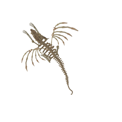 dragon skeleton