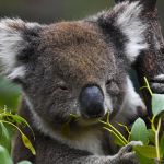 We're The Koalas