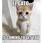 we love them gatos