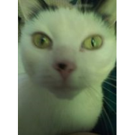 Cici the kitty