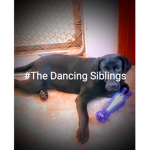 #The Dancing Siblings