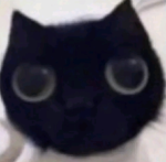 Kittycatcatggggg