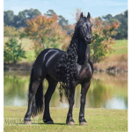 HORSE FANS!!!!