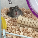 ハムスケ幼稚園