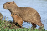 Capybara member ship